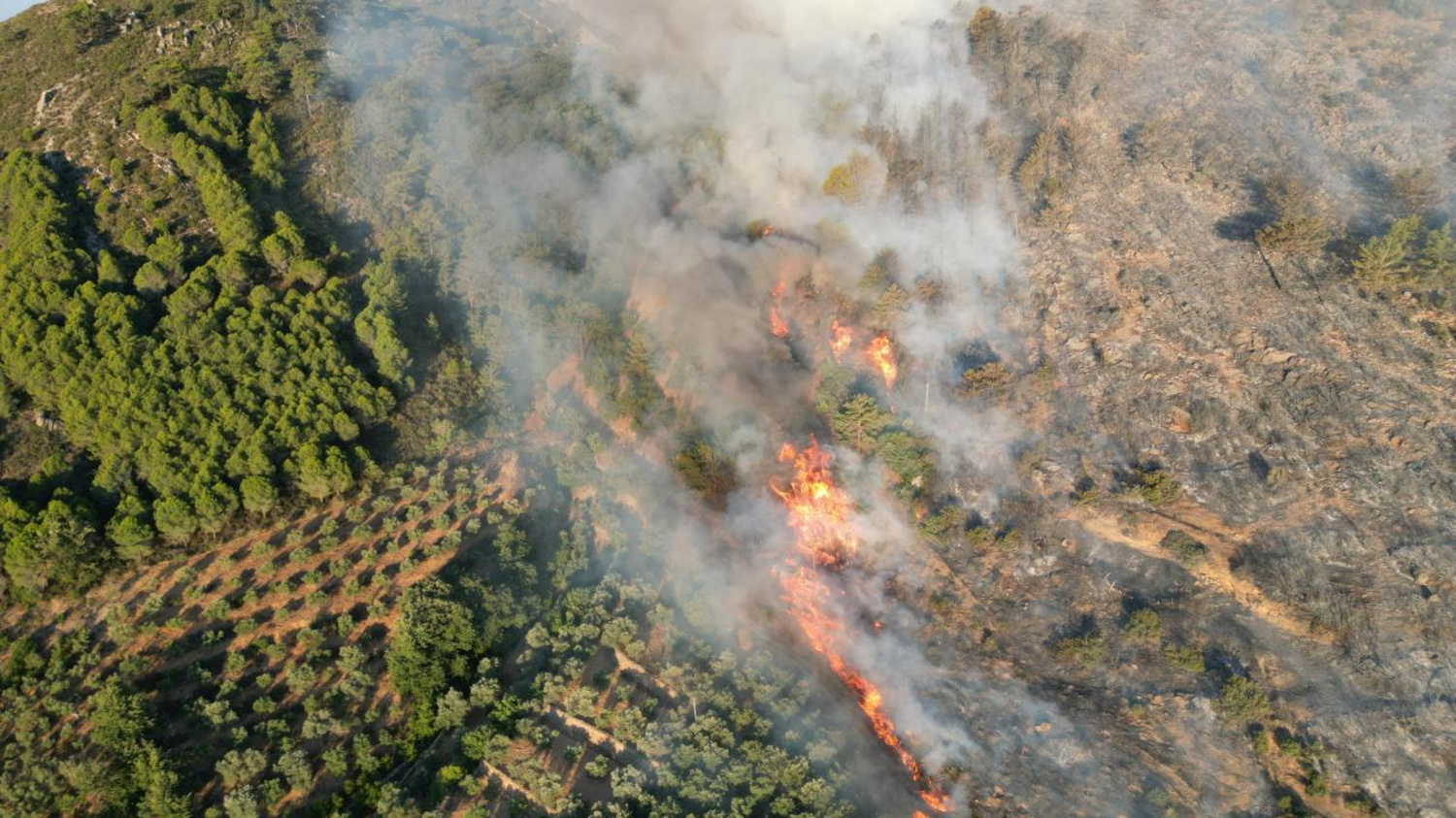 Karabük ve Antalya'da orman yangını